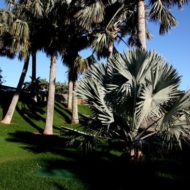 Palmetum Santa Cruz Jardin Botanico